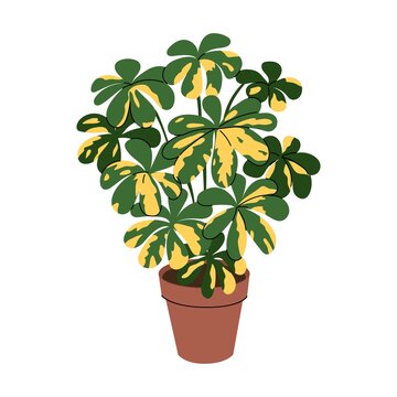 Sheflera. Room plant in the pot. For decor home or office interior. Trendy indoor herb. Isolated element on white background. Flat style in vector illustration.
