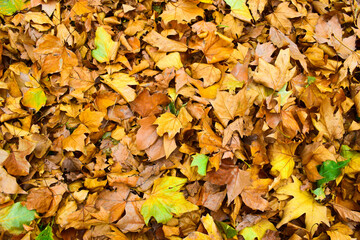 autumn leaves on the ground