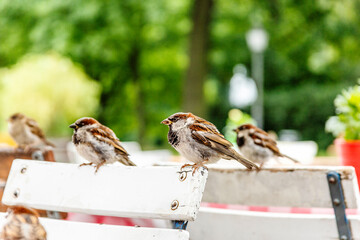 Spatzen auf der Terasse eines Cafes in einem Park