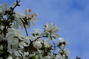 blossoming tree