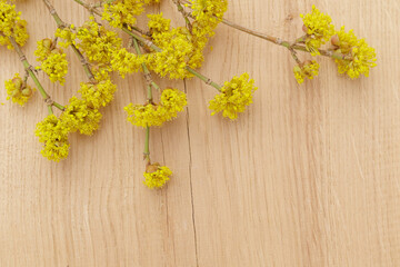 Spring yellow flowers Dogwood or european cornel tree on rustic wooden background. Selective focus with copy space