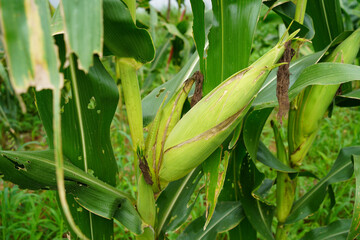 fresh corn organic on agricultural field