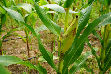 fresh corn organic on agricultural field