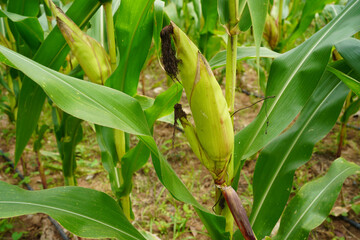 fresh corn organic on agricultural field