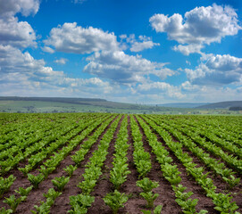 Fototapeta na wymiar Sugar beet rows at field and cloudly blue sky