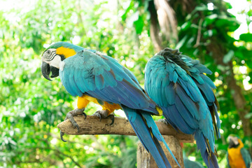 Parrot macaw couple colors