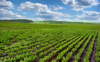 Fototapeta na wymiar beet field, sugar beet rows, landscape panorama