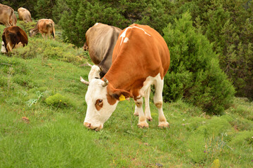 Fototapeta na wymiar cows grazing on pasture.cattle farming.