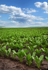 Fototapeta na wymiar beet leaves in a field with cloudy blue sky