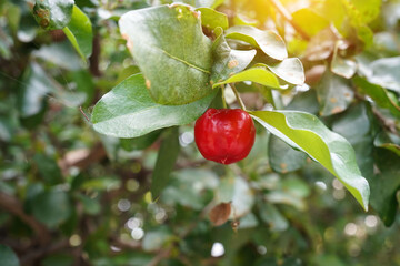 Acerola cherry on the tree with water drop, High vitamin C and antioxidant fruits. Fresh organic Acerola cherry on the tree.