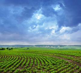 sugar beet field, rows of young beets, dramatic stormy evening sky