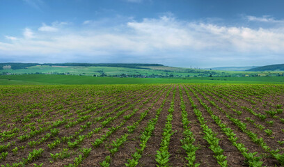 Fototapeta na wymiar sugar beet field, rows and lines of young leaves, landscape panorama