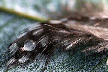 Feather in nature