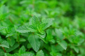 closeup of Green Mint leaves. Green leaf background concept.