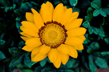yellow flower