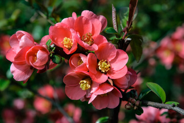 Obraz premium Begonia
