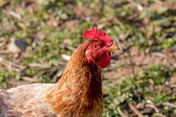 Agriculture. Beautiful, bright chicken close-up