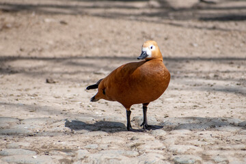 brown duck on the beach