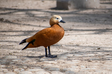 brown duck on the beach