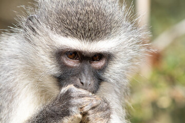 Vervet monkey eating a wild fruit, Addo Elephant National Park