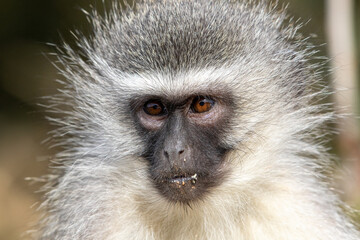 Vervet monkey eating a wild fruit, Addo Elephant National Park