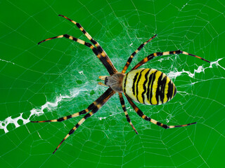 Zebraspinne