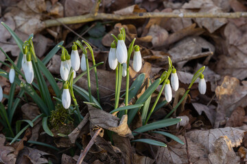Early spring snowdrops, Galanthus nivalis, selective focus and diffused background