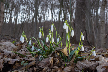 White snowdrop flower, close up. Galanthus blossoms illuminated by the sun in the green blurred background, early spring. Galanthus nivalis bulbous, perennial herbaceous plant in Amaryllidaceae family