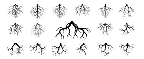 Collection of Tree Roots. Vector outline Illustration. Plant in Garden.