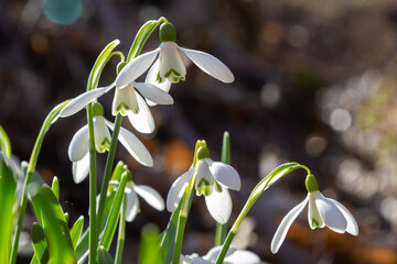 Early spring snowdrops, Galanthus nivalis, selective focus and diffused background