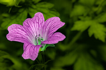 Obraz premium Close-up of a Pink flowering Plant
