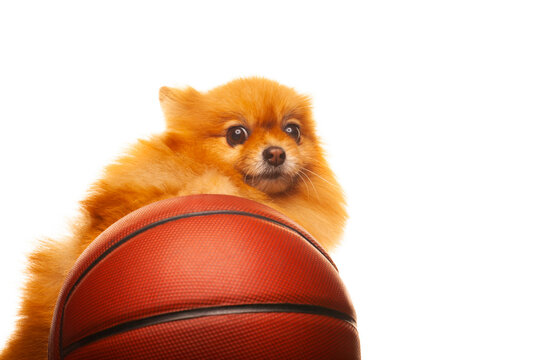image of dog basketball white background 
