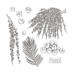 Hand drawn acai. Set sketches with acai palm branch, leaves and berries. Superfood. Vector illustration isolated on white background.
