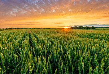 Scenic view at beautiful summer sunset in a wheaten shiny field with golden wheat and sun rays, deep blue cloudy sky and road, rows leading far away, valley landscape