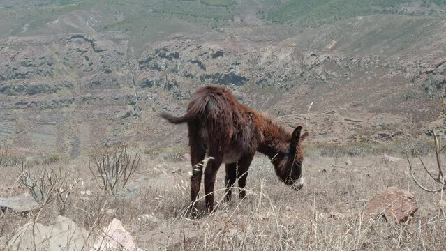 Furry donkey looking for grass in dry area
