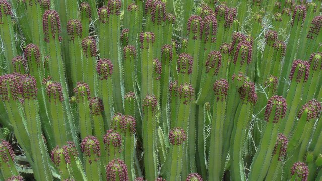 Euphorbia Canariensis cactus gently sway in the wind
