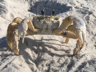 crab on the beach