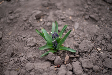spring flowers
hyacinth
spring in ukraine
a life