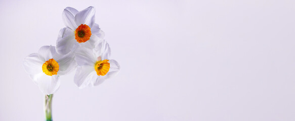 Fresh crocus flowers on bright white banner