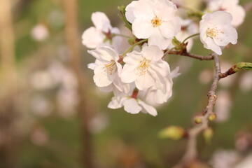 桜・緑吉野満開　萩市　萩城跡　みどりよしの
