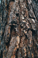 Bark texture closeup