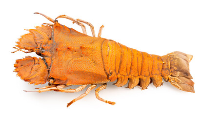 Flathead lobster isolated on white background, Flathead lobster or Mantis shrimp on white With...