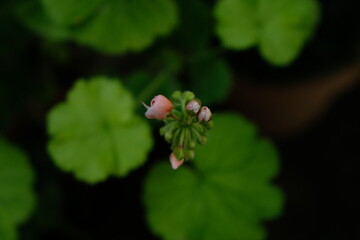 fly on a flower