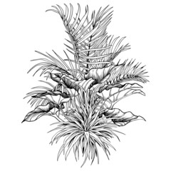 Tropical palm trees and philodendron leaves arrangement. Black and white hand drawn vector illustration.