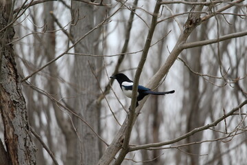 Closeup photography of the magpie