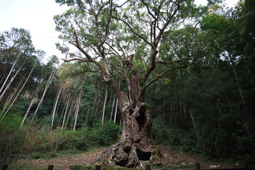 Fototapeta na wymiar 武雄神社の樹齢３０００年御神木の大楠