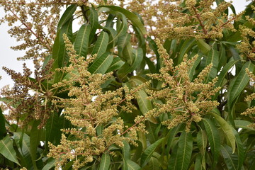 Julie mango tree flowering as the mango season is about the begin in Trinidad and Tobago, West...