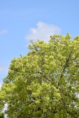 A Peepal tree on the compound of a Hindu Temple in Central Trinidad. This tree is sacred to Hinduism and is native to India.