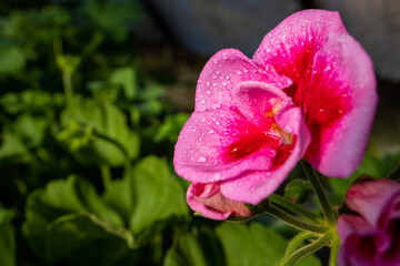 Fototapeta premium Pink flower with drops