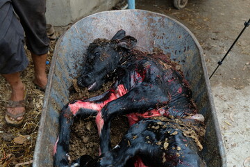 Obraz premium blacksmith working on a barbecue
